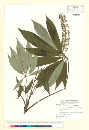 <a href="https://brmas.openmuseum.tw/muse/digi_object/18bd3d703b3eb81a82a631d9092e14ce" target="_blank">台灣鵝掌柴／中央研究院生物多樣性研究博物館植物標本館 (HAST)</a>
