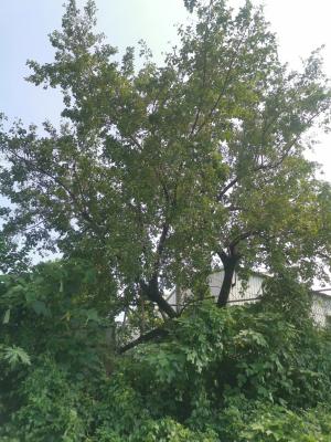 <a href="https://taieol.tw/muse/digi_object/f911f2941dd25961805754af4e87d617" target="_blank">破布子／By：enkn／iNaturalist</a>