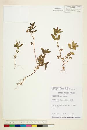 <a href="https://brmas.openmuseum.tw/muse/digi_object/18d5bddb2e1076937f04980cddc899f2" target="_blank">飛揚草／中央研究院生物多樣性研究博物館植物標本館 (HAST)</a>