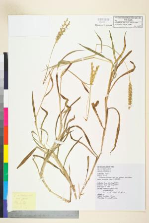 <a href="https://brmas.openmuseum.tw/muse/digi_object/18df0517ec35b466b19b1b2507818899" target="_blank">毛穗鴨嘴草／中央研究院生物多樣性研究博物館植物標本館 (HAST)</a>