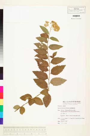 <a href="https://brmas.openmuseum.tw/muse/digi_object/18e2427dc2bdee604c2b58099e3a0905" target="_blank">台灣繡線菊／中央研究院生物多樣性研究博物館植物標本館 (HAST)</a>