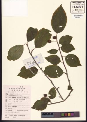 <a href="https://brmas.openmuseum.tw/muse/digi_object/18e391c53611348a7b0cea17c2c9208f" target="_blank">大果冬青／中央研究院生物多樣性研究博物館植物標本館 (HAST)</a>