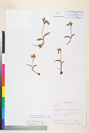 <a href="https://brmas.openmuseum.tw/muse/digi_object/18ebc2a54ca110f3ecf90b432a35ccad" target="_blank">紅小蝶蘭／中央研究院生物多樣性研究博物館植物標本館 (HAST)</a>