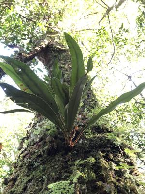 <a href="https://taieol.tw/muse/digi_object/c7fbb65c028003ed1dd666d0d26b8e11" target="_blank">舌蕨／By：jodyhsieh／iNaturalist</a>