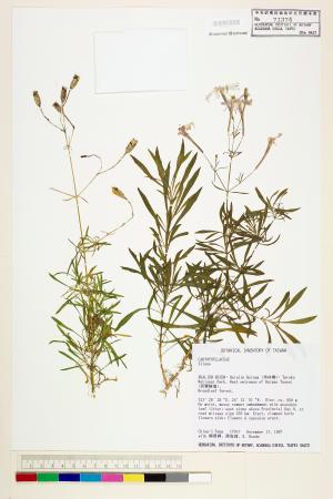 <a href="https://brmas.openmuseum.tw/muse/digi_object/191ae97f2f12e78d676be0557d48aea0" target="_blank">蠅子草屬／中央研究院生物多樣性研究博物館植物標本館 (HAST)</a>