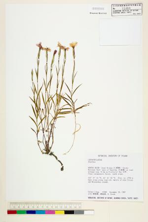 <a href="https://brmas.openmuseum.tw/muse/digi_object/195423e4e1ab909a5d526684e5ad4e6c" target="_blank">石竹屬／中央研究院生物多樣性研究博物館植物標本館 (HAST)</a>