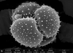 <a href="https://ntm-naturearchive.openmuseum.tw/muse/digi_object/2af334b28c95c7458e5e9bf4dbdc1dd2" target="_blank">石竹目／國立臺灣博物館</a>