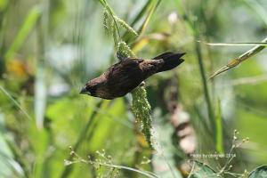 <a href="https://taieol.tw/muse/digi_object/0474996fb5601a4d7cf301e92cefc4f8" target="_blank">白腰文鳥／By：陳添財／臺灣物種名錄(TaiCOL)</a>