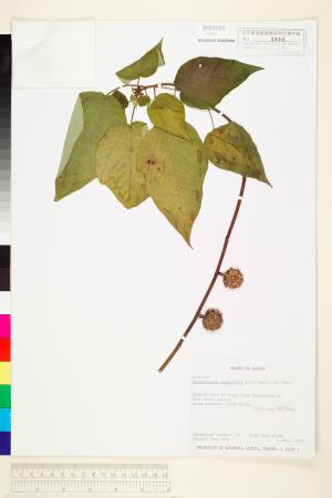 <a href="https://brmas.openmuseum.tw/muse/digi_object/1976a98265a589ad46603f84d598feed" target="_blank">構樹／中央研究院生物多樣性研究博物館植物標本館 (HAST)</a>