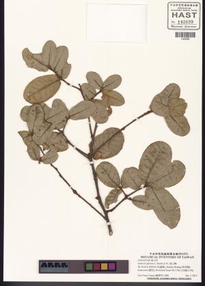 <a href="https://brmas.openmuseum.tw/muse/digi_object/199593da8998a7c0180b1a3cd53a1ddf" target="_blank">高山櫟／中央研究院生物多樣性研究博物館植物標本館 (HAST)</a>