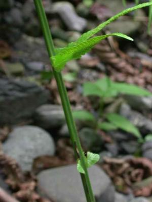 大葉毛蕨（稀毛蕨）