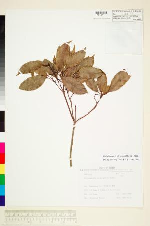 <a href="https://brmas.openmuseum.tw/muse/digi_object/19a5729e1783efab359043645726b4dc" target="_blank">瓊楠／中央研究院生物多樣性研究博物館植物標本館 (HAST)</a>
