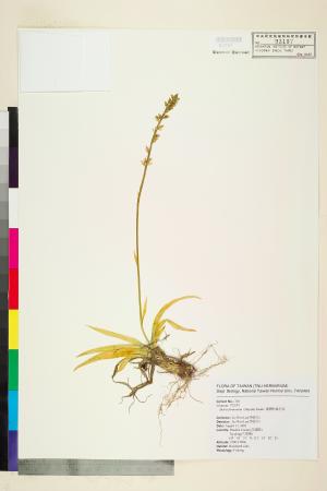 <a href="https://brmas.openmuseum.tw/muse/digi_object/19a9b1f0027461610b8645637942ad9d" target="_blank">台灣粉條兒菜／中央研究院生物多樣性研究博物館植物標本館 (HAST)</a>