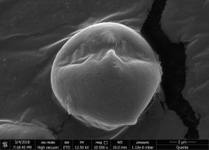 <a href="https://ntm-naturearchive.openmuseum.tw/muse/digi_object/ad8bcf354c856e999186d4ff76670e92" target="_blank">臺灣火刺木／國立臺灣博物館</a>