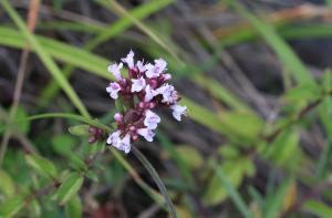 <a href="https://taieol.tw/muse/digi_object/c0a9e27b6faf4c60c069895c3ef7752a" target="_blank">野薄荷／By：allenlyu／iNaturalist</a>