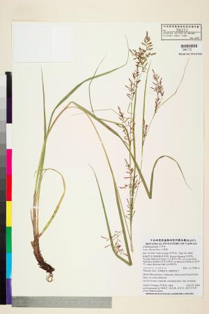 <a href="https://brmas.openmuseum.tw/muse/digi_object/19c1973f2f4cbdd813493e4a3b146059" target="_blank">紅鞘薹／中央研究院生物多樣性研究博物館植物標本館 (HAST)</a>