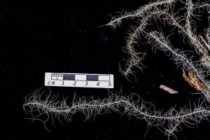 <a href="https://taieol.tw/muse/digi_object/9c8799eae22a4770e70bf3ccabf5f801" target="_blank">Usnea montis-fuji Motyka／By：姚奎宇／太魯閣國家公園管理處</a>