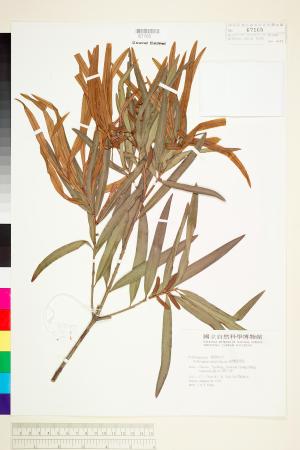 <a href="https://brmas.openmuseum.tw/muse/digi_object/19f75f2929c0d0e3b5d1c458b1943f16" target="_blank">桃實百日青／中央研究院生物多樣性研究博物館植物標本館 (HAST)</a>