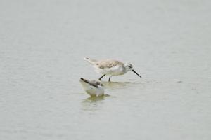 <a href="https://taieol.tw/muse/digi_object/12087fccbcc84b19e481dc4bf28c7066" target="_blank">小青足鷸／By：chenshu／iNaturalist</a>