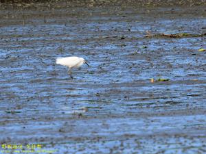 <a href="https://taieol.tw/muse/digi_object/d83cfa8f23480934ca5deacbb59787e3" target="_blank">小白鷺／By：kinmatsu／iNaturalist</a>