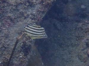 <a href="https://taieol.tw/muse/digi_object/c5b06f4bf25398d0736f12a9bfa1b9d3" target="_blank">柴魚／By：sdyaung／iNaturalist</a>