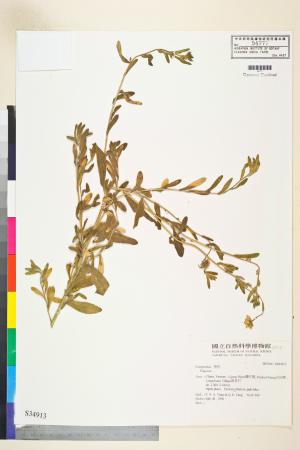 <a href="https://brmas.openmuseum.tw/muse/digi_object/1a0d57c4e386b53cbdcb9d020aa1ba55" target="_blank">飛蓬屬／中央研究院生物多樣性研究博物館植物標本館 (HAST)</a>