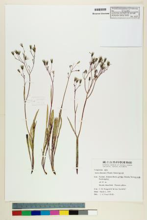 <a href="https://brmas.openmuseum.tw/muse/digi_object/1a37bc6c7ecb808a07acdf563da67c70" target="_blank">兔仔菜／中央研究院生物多樣性研究博物館植物標本館 (HAST)</a>
