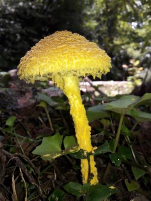 Amanita aureofloccosa(金絮鵝膏)