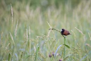 <a href="https://taieol.tw/muse/digi_object/78530a39355d886476680e613c653b95" target="_blank">黑頭文鳥／By：papilioshih／iNaturalist</a>