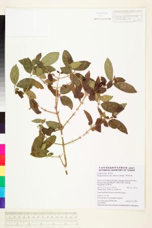 <a href="https://brmas.openmuseum.tw/muse/digi_object/1a3e914c7d393737259651569a70b9a6" target="_blank">華茜草樹／中央研究院生物多樣性研究博物館植物標本館 (HAST)</a>