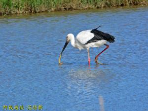 <a href="https://taieol.tw/muse/digi_object/fbde6ebb5578d57118df5ae78d04a30c" target="_blank">東方白鸛／By：kinmatsu／iNaturalist</a>