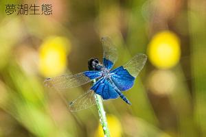 <a href="https://taieol.tw/muse/digi_object/1dc2da2652a3d862d10f6283491612ad" target="_blank">三角蜻蜓／By：angwodai／iNaturalist</a>