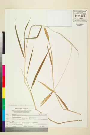 <a href="https://brmas.openmuseum.tw/muse/digi_object/1a5658e148c3a7a7cd31ef94b90a15c4" target="_blank">芒穗鴨嘴草／中央研究院生物多樣性研究博物館植物標本館 (HAST)</a>