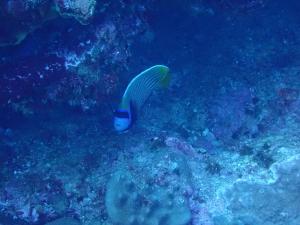 <a href="https://taieol.tw/muse/digi_object/8dcf43c76eba44be9292b376dac37fc1" target="_blank">條紋蓋刺魚／By：pchi45／iNaturalist</a>