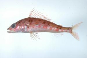 <a href="https://brmas.openmuseum.tw/muse/digi_object/cc2394b6baad3b03fe3e0ae1b8e875bb" target="_blank">臺灣姬魚／中央研究院生物多樣性研究博物館動物標本館 (ASIZ)</a>