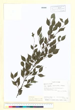 <a href="https://brmas.openmuseum.tw/muse/digi_object/1a6b4434d639772fe841030e163b5f6f" target="_blank">燈稱花／中央研究院生物多樣性研究博物館植物標本館 (HAST)</a>