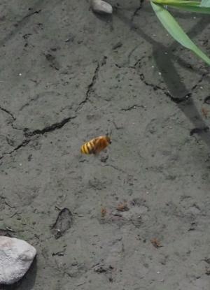 <a href="https://taieol.tw/muse/digi_object/4db4cb162c29224f663ec4d07b48e381" target="_blank">Nomia crassipes／By：doggy0406／iNaturalist</a>