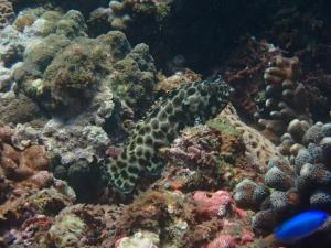 <a href="https://taieol.tw/muse/digi_object/0ab1d71ac00086c0af9945f219ad01ea" target="_blank">玳瑁石斑魚／By：pchi45／iNaturalist</a>