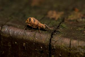 <a href="https://taieol.tw/muse/digi_object/74ca92e4972045148683158471ec573a" target="_blank">Eusomidius rostralis／By：chih-wei_jack_chang／iNaturalist</a>