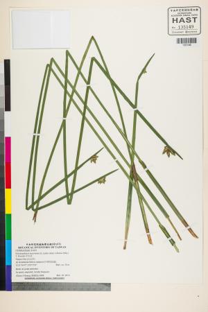<a href="https://brmas.openmuseum.tw/muse/digi_object/1a9097286df748caa6a2dea024642fe0" target="_blank">水毛花／中央研究院生物多樣性研究博物館植物標本館 (HAST)</a>