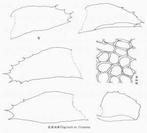 長葉羽蘚