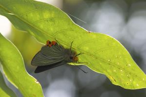 Choaspes xanthopogon chrysopterus