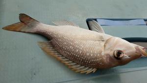 <a href="https://taieol.tw/muse/digi_object/1cd6e9805f8f3721f66a3d5f81fd2163" target="_blank">青嘴龍占魚／By：hsiang／iNaturalist</a>