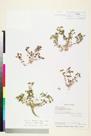 <a href="https://brmas.openmuseum.tw/muse/digi_object/1aad4827cd04c743d59f9f6d9da2017d" target="_blank">溝酸漿／中央研究院生物多樣性研究博物館植物標本館 (HAST)</a>