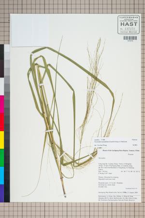 <a href="https://brmas.openmuseum.tw/muse/digi_object/1ab18fd2f06ea6861985155a634c887e" target="_blank">類蘆／中央研究院生物多樣性研究博物館植物標本館 (HAST)</a>