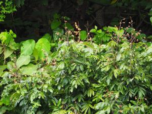 <a href="https://taieol.tw/muse/digi_object/ace6aab0e34e8d0555c7e2d5a2d27bb8" target="_blank">龍眼／By：leaf0605／iNaturalist</a>