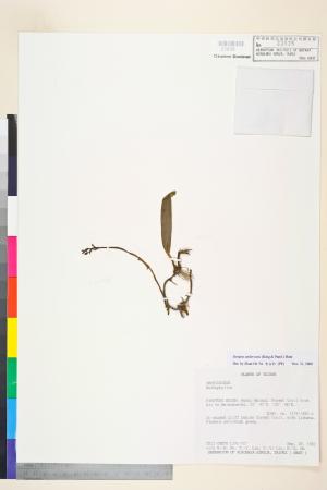 <a href="https://brmas.openmuseum.tw/muse/digi_object/1ab4749db602c763d4343f43bb8ceaeb" target="_blank">綠花寶石蘭／中央研究院生物多樣性研究博物館植物標本館 (HAST)</a>