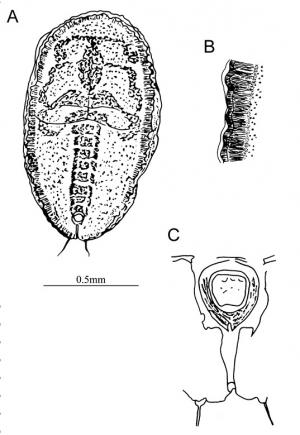 Aleuroclava murrayae  (Singh, 1931)