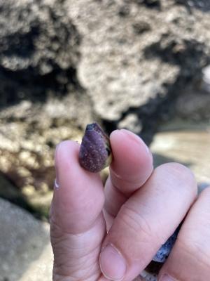 <a href="https://taieol.tw/muse/digi_object/507da578acb53e2ab8faaf9ea0b36f09" target="_blank">鼠芋螺／By：sadie119／iNaturalist</a>