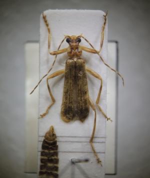 Stenothemus wittmeri Okushima & M. Satô, 1999